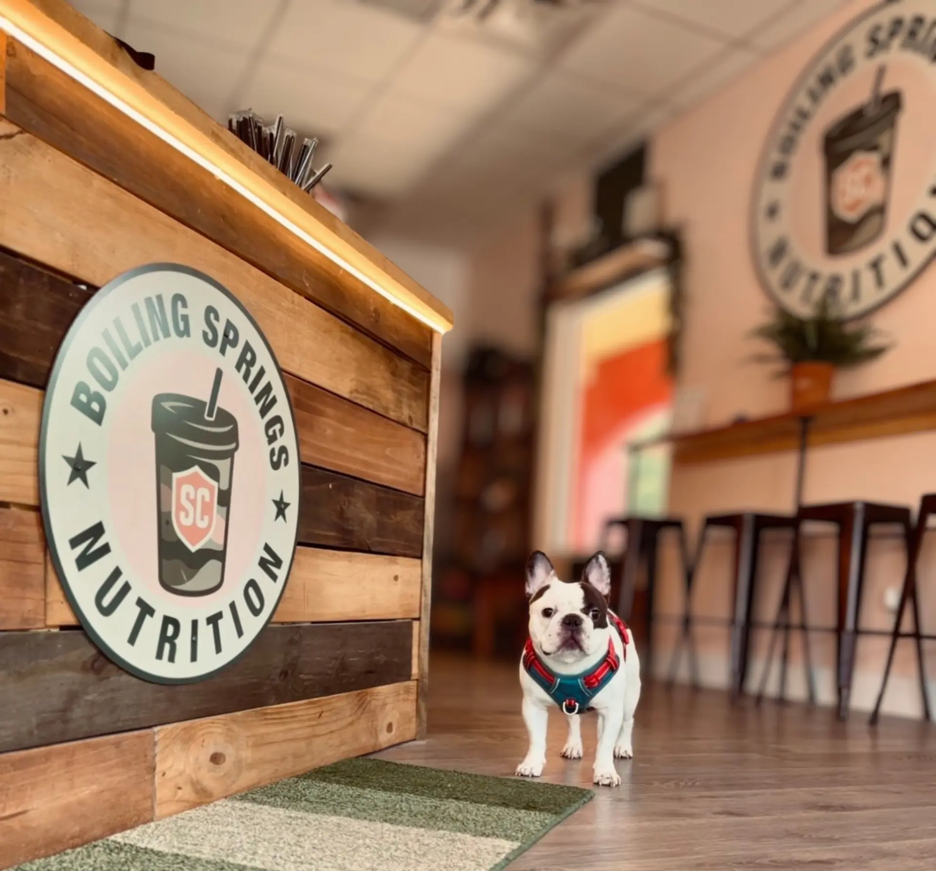 Brody, the BSN mascot, inside Boiling Springs Nutrition beside the BSN counter
